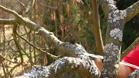 Spring orchard pruning – older man using a hand saw Stock Footage 331288091