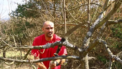 Spring orchard tree care – older man pruning a young apple tree with tools Stock Footage 331286750