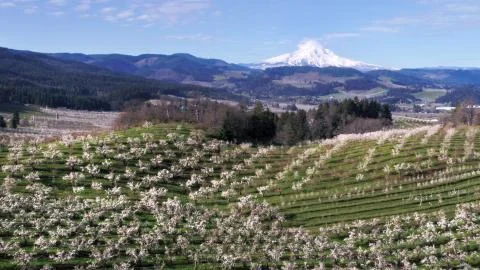 Spring orchards with blossoms, white capped mountains and blue sky Foto stock