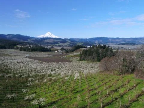 Spring orchards with blossoms, white capped mountains and blue sky Foto stock