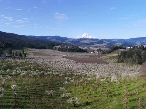 Spring orchards with blossoms, white capped mountains and blue sky Stock Photos