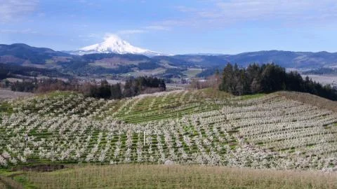 Spring orchards with blossoms, white capped mountains and blue sky Stock Photos