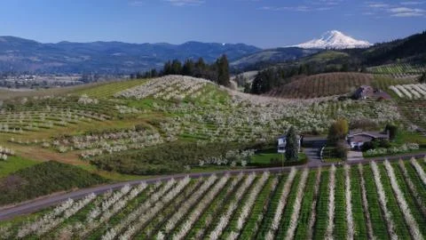Spring orchards with blossoms, white capped mountains and blue sky Stock Photos