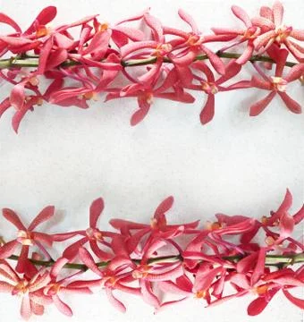Spring orchid flowers frame. Stock Photos