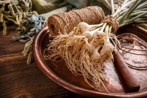 Spring organic garlic Stock Photos