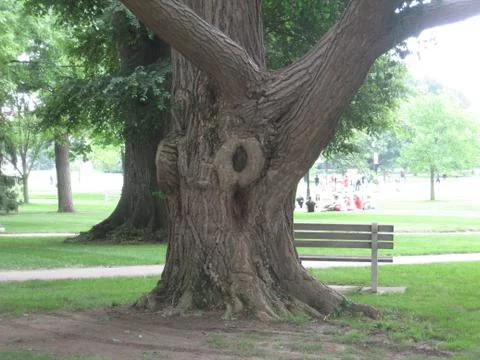 Spring at OSU Stock Photos