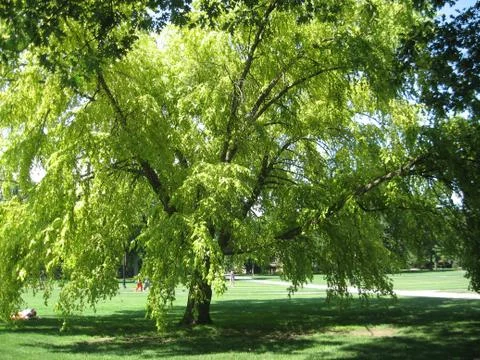 Spring at OSU Stock Photos