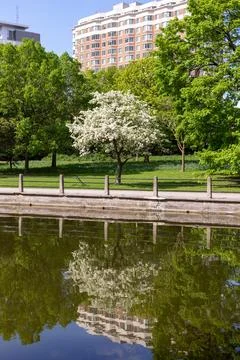 Spring in Ottawa, Canada. Blooming tree along the waterfront. Rideau Canal in Stock Photos