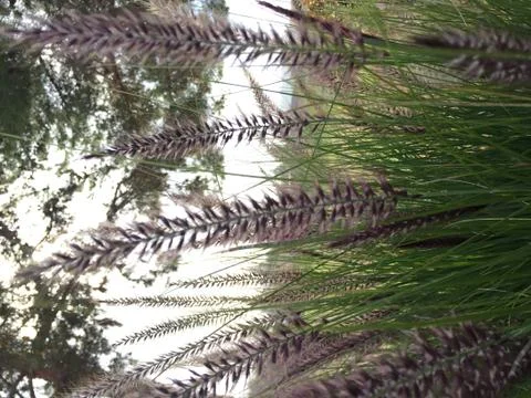 Spring Outside 1 Stock Photos