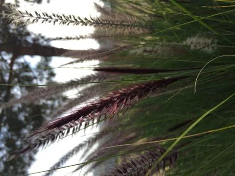 Spring Outside 2 Stock Photos