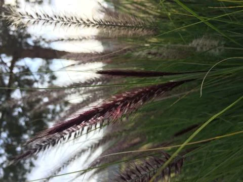 Spring Outside 3 Stock Photos