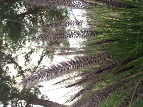 Spring Outside 4 Stock Photos