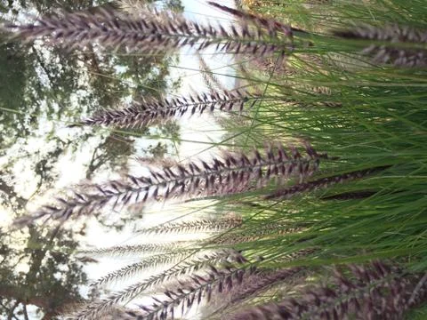 Spring Outside 5 Stock Photos