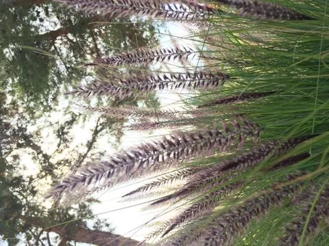 Spring Outside 6 Stock Photos