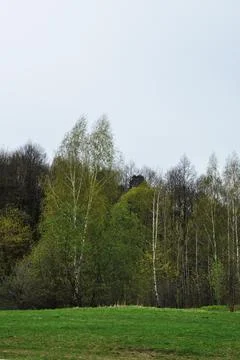 Spring panorama of the forest. Stock Photos
