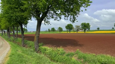 Spring panorama shot on dirt road with oak and plowed fields and yellow canola Stock Footage 307236909