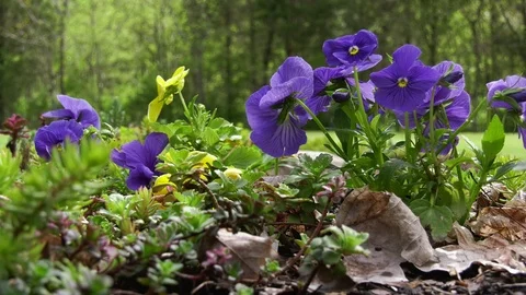 Spring pansies Video stock 106397488
