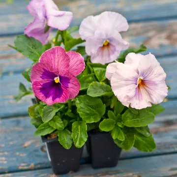 Spring pansies Stock Photos
