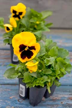 Spring pansies Stock Photos