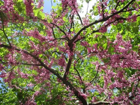 Spring, Paris Foto stock