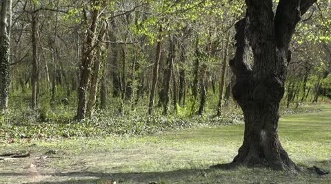 Spring in a Park 01 Stock Footage 10867821