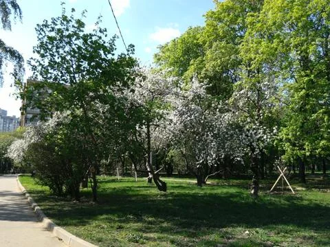 Spring park 2 Foto stock