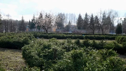 Spring Park in the afternoon with a tree Stock Footage 128312118