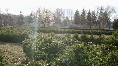 Spring Park in the afternoon with a tree Stock Footage 128312119