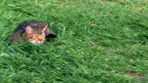Spring Park and cats Stock Footage 301232853