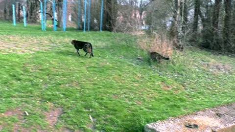 Spring Park and cats Stock Footage 301233076