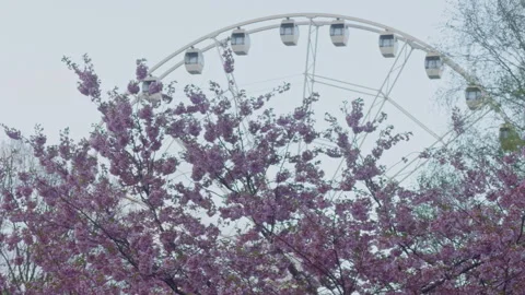 Spring park with blooming flowers. Serene spring scenery featuring blossoms and Stock Footage 334109677