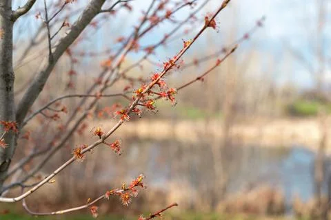 Spring in the park. Branches of the trees with growing leaves. Stock Photos