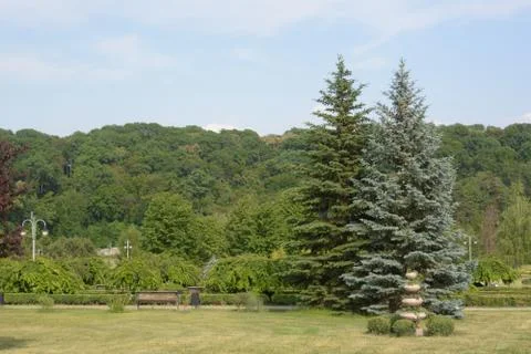 Spring park with decorative trees Stock Photos