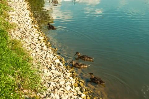 Spring park with ducks Stock Photos