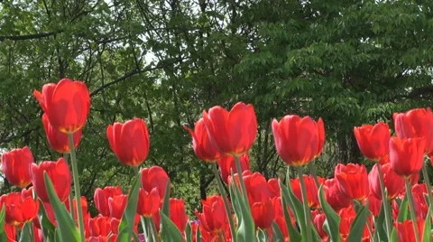 Spring in the Park Stock Footage 2418197