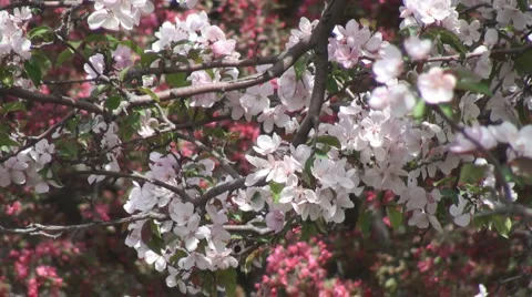 Spring in the Park Stock Footage 2671497