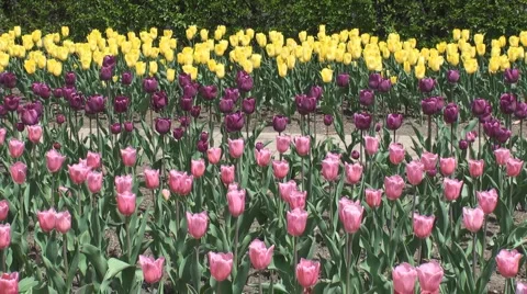 Spring in the Park Stock Footage 3179420