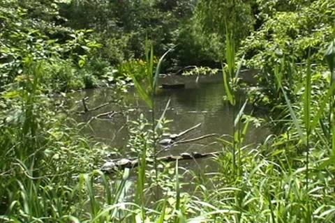 Spring Park 動画素材 8538834