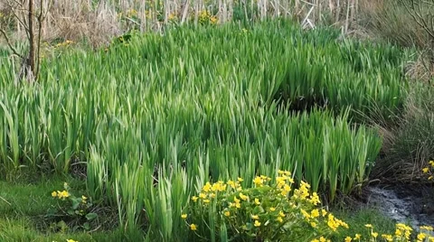 Spring in the park Stock Footage 45452080