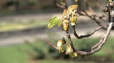 Spring park landscape - flowerbed, paths and bush Stock Footage 50152945