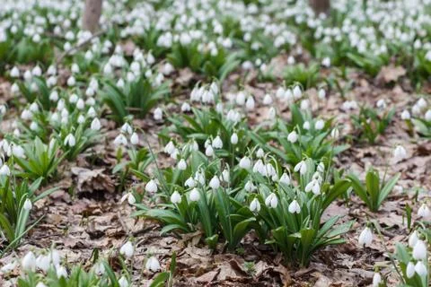 Spring Park landscape. Forest spring Stock Photos