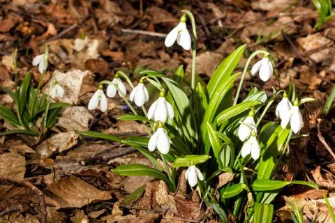 Spring Park landscape. Forest spring Stock Photos