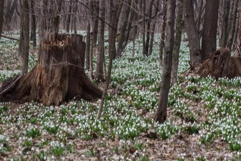 Spring Park landscape. Forest spring Stock Photos