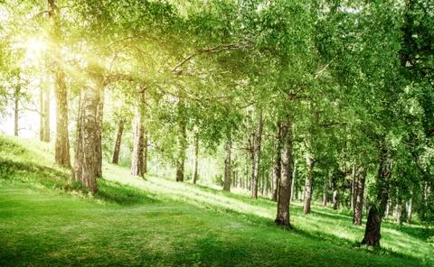 Spring park landscape Stock-Fotos
