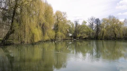 Spring park landscape with a willow tree reflected in a peaceful pond surrounded Stock Photos