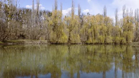Spring park landscape with a willow tree reflected in a peaceful pond surrounded Stock Photos