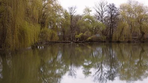 Spring park landscape with a willow tree reflected in a peaceful pond surrounded Foto stock