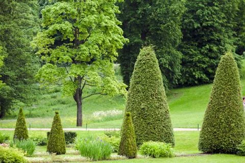Spring Park with lawn with conical junipers Stock Photos