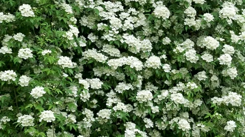 Spring Park Mo Flower Stock Footage 158411313