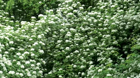 Spring Park Mo Flower Stock Footage 158411332